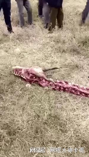 成都养猪场爆料事件视频,揭露养殖行业黑幕