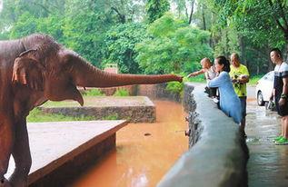 海南动物园爆料视频播放,萌宠互动引网友热议